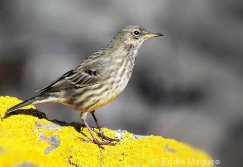 Rock Pipit