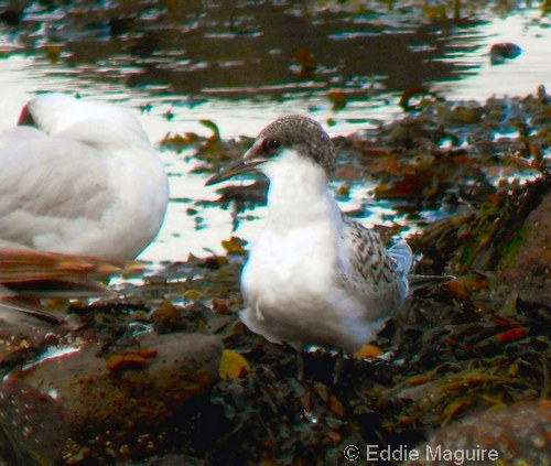 Sandwich Tern (juvenile)