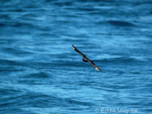 Arctic Skua