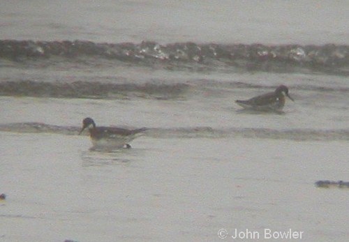 Red-necked Phalaropes