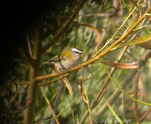 Firecrest