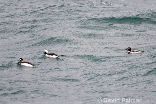 Long-tailed Ducks