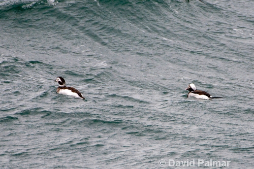 Long-tailed Ducks