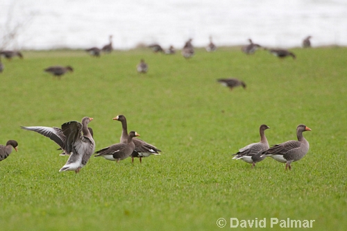 Three species of geese