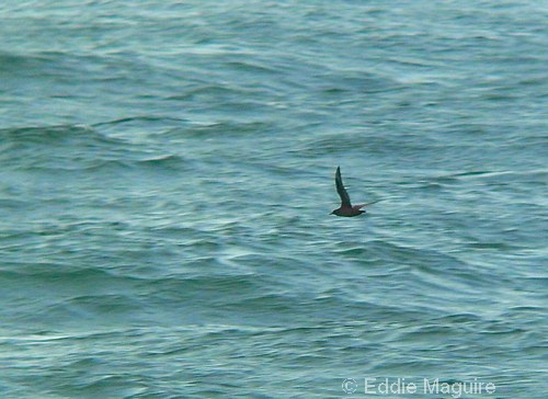 Sooty Shearwater