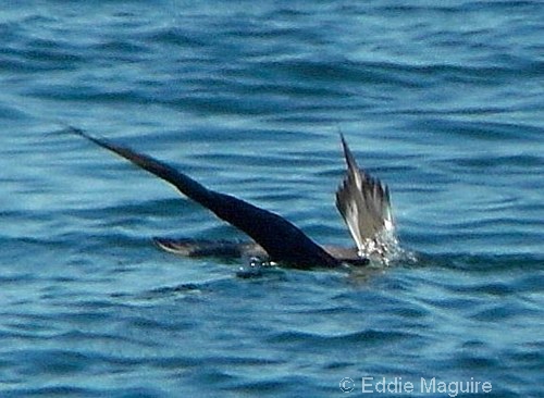 Arctic Skua