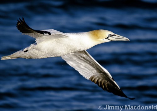 Gannet