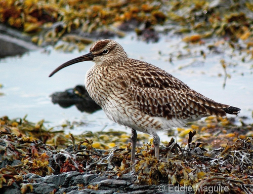 Whimbrel