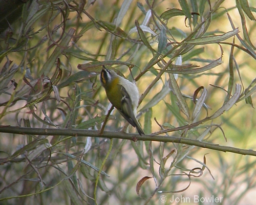 Firecrest