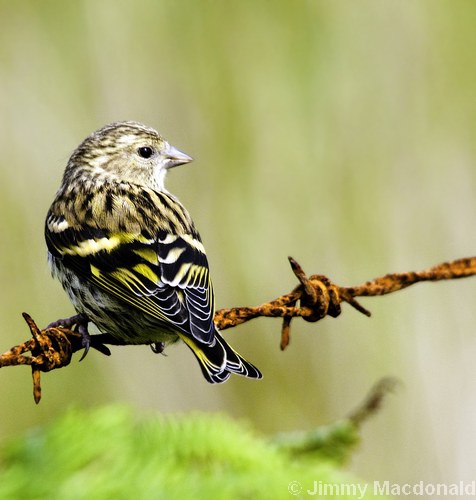 Siskin