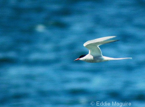 Arctic Tern