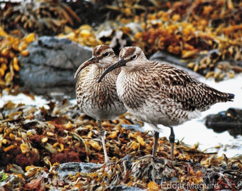 Whimbrels