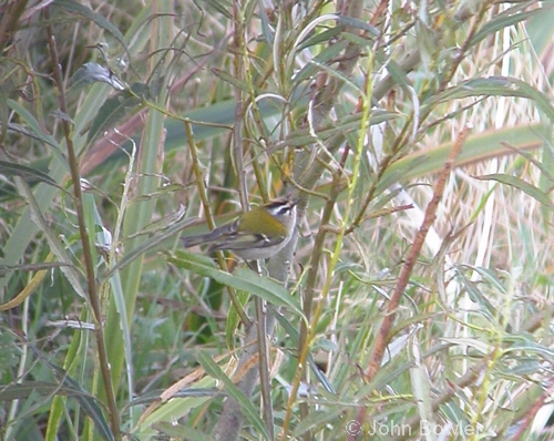 Firecrest