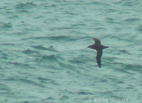 Balearic Shearwater