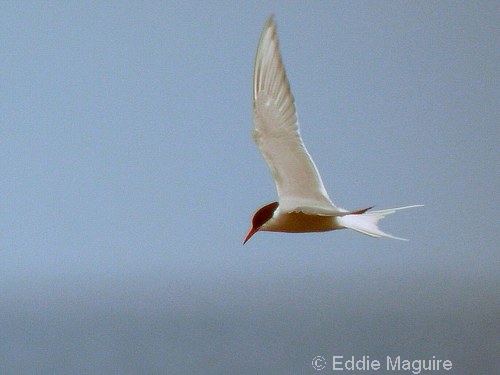 Arctic Tern