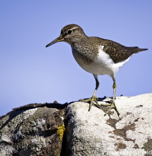 Common Sandpiper