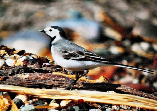 White Wagtail