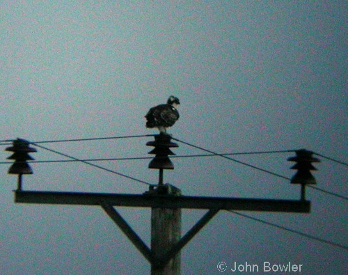 Osprey