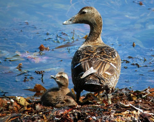 Eider Duck and duckling