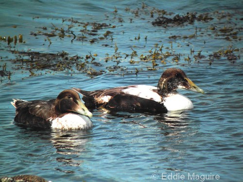 Immature drake Eiders