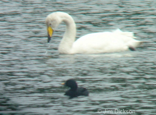 Common Scoter and Whooper Swan