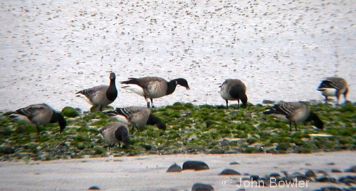 Pale-bellied Brent Geese