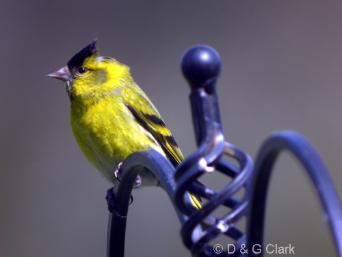 Siskin