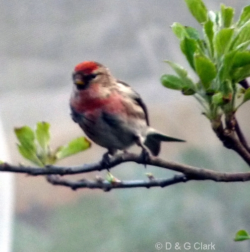 Lesser Redpoll