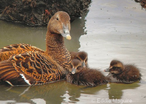 Eider Duck and ducklings