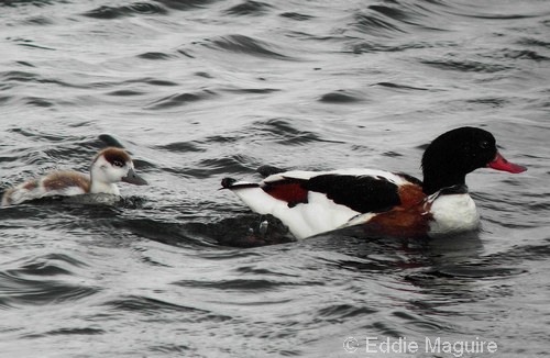 Female Shelduck and duckling