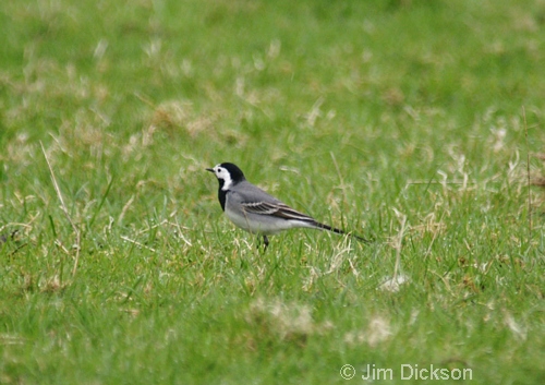 White Wagtail