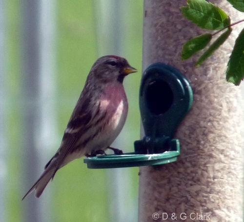 Lesser Redpoll