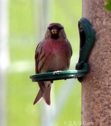 Lesser Redpoll