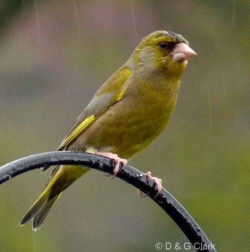 Greenfinch