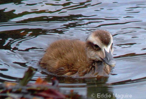 Eider duckling