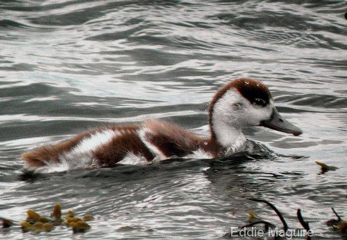 Shelduck (14 day old duckling)