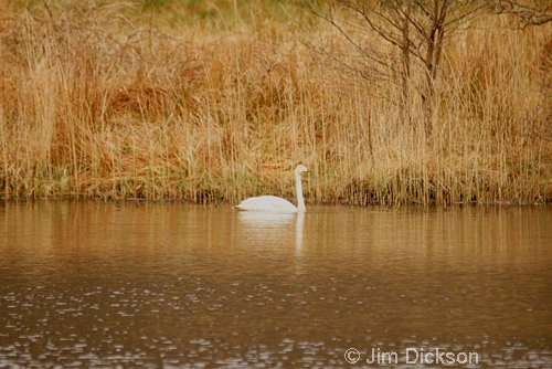 Whooper Swan