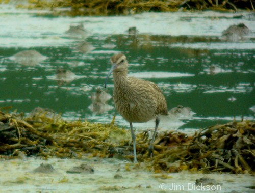 Whimbrel