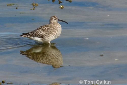 Whimbrel