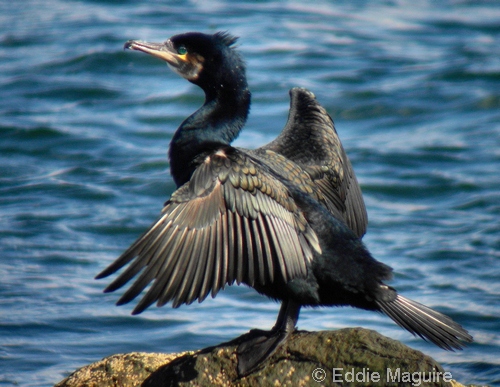 Cormorant