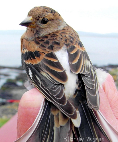 Brambling (adult female)