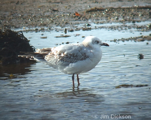 Mediterranean Gull