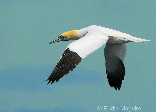 Gannet