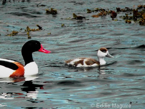 Shelduck (drake) and 14 day old duckling