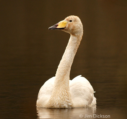 Whooper Swan