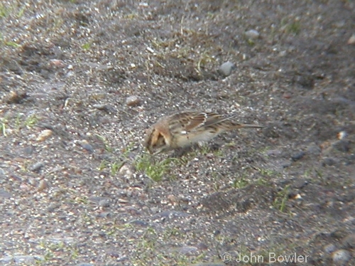 Lapland Bunting