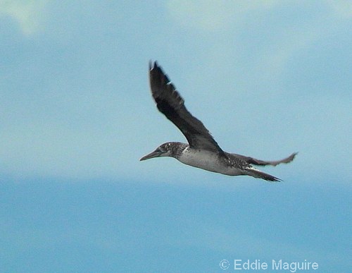 Gannet (first-summer)