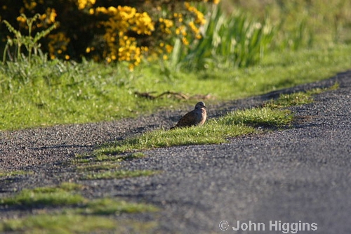 Turtle Dove