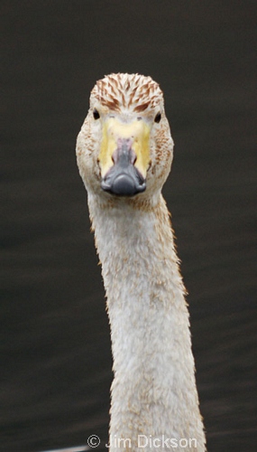 Whooper Swan