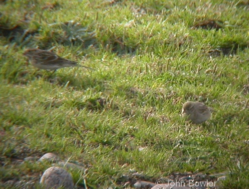 Short-toed Lark